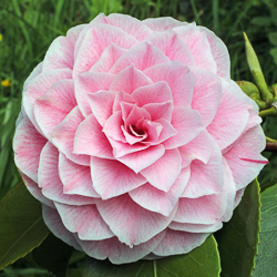 camellia bonomiana
