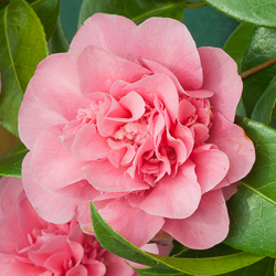 Camellia Debbie