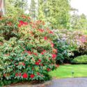 Azalea blooming season, Rhododendron blooming season, Azalea flowering, Rhododendron flowering, Azalea flowers, Rhododendron flowers