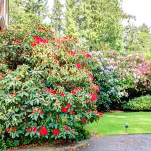 Azalea blooming season, Rhododendron blooming season, Azalea flowering, Rhododendron flowering, Azalea flowers, Rhododendron flowers