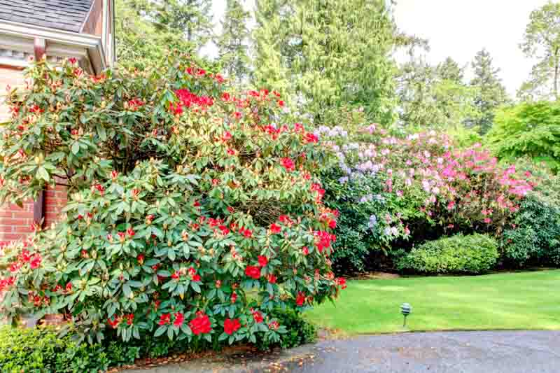 Azalea blooming season, Rhododendron blooming season, Azalea flowering, Rhododendron flowering, Azalea flowers, Rhododendron flowers