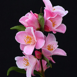 camellia minoto-no-akebono