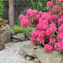 Small Azaleas, Small Rhododendrons, Small Deciduous Azaleas, Small Evergreen Azaleas, Small Gardens