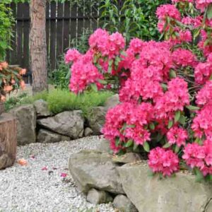 Small Azaleas, Small Rhododendrons, Small Deciduous Azaleas, Small Evergreen Azaleas, Small Gardens