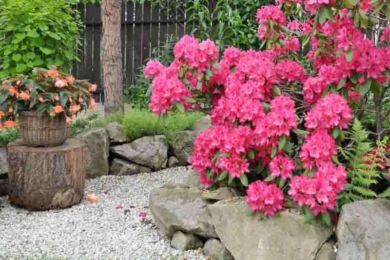 Small Azaleas, Small Rhododendrons, Small Deciduous Azaleas, Small Evergreen Azaleas, Small Gardens