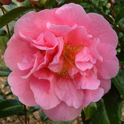 camellia spring frills