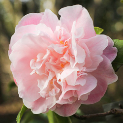 Camellia sweet emily kate