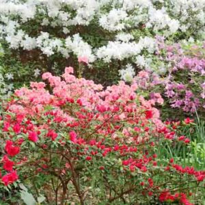 Red, pink and white Azalea bushes