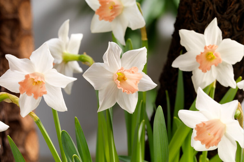 Are Daffodils Poisonous to Cats?