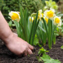 daffodil, Daffodils, Plant Daffodils, Daffodil Propagation