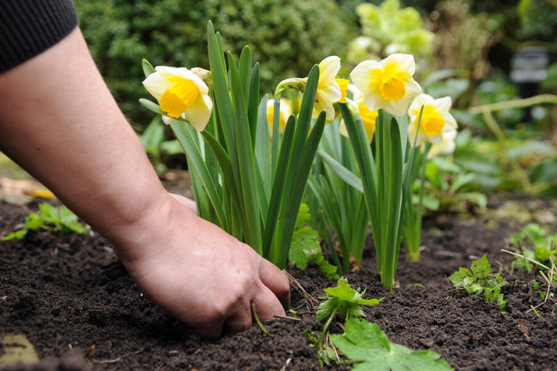 daffodil, Daffodils, Plant Daffodils, Daffodil Propagation
