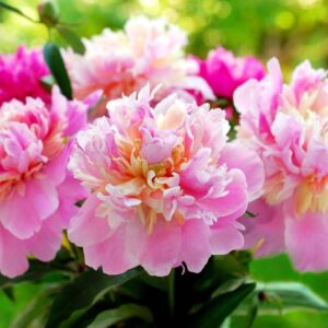 Peony, Peonies, Peony Flower, Peony Flowers, Peonies Flowers, Peony Care