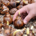 daffodil bulb, daffodil, daffodils, Planting Daffodil