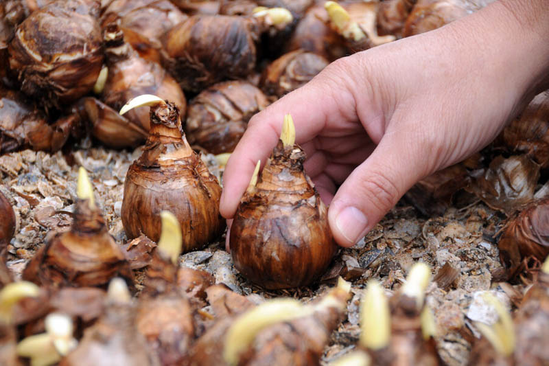 daffodil bulb, daffodil, daffodils, Planting Daffodil