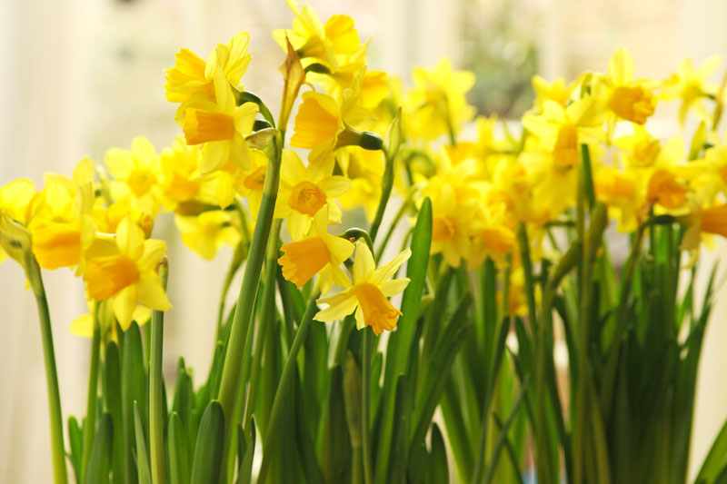 Daffodil Jetfire, Narciss Jetfire, Yellow Daffodil, Daffodil Flower