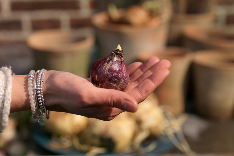 Hyacinth, Hyacinth bulb, Hyacinths