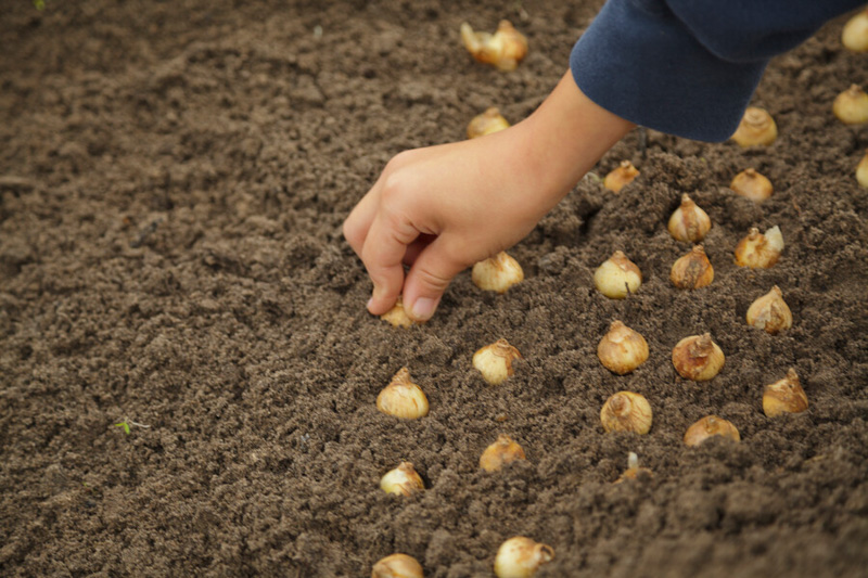 Planting Tulips, Planting Bulbs