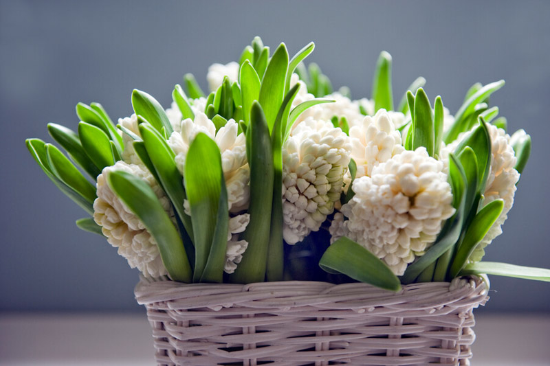 Hyacinth Aiolos, White Hyacinth, Hyacinths