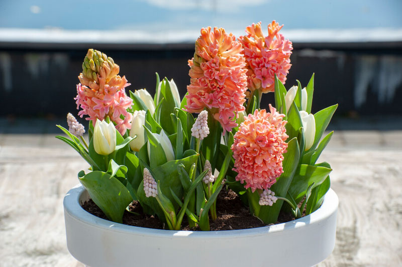 Hyacinth, Hyacinths, Gipsy Queen Hyacinth, Grape Hyacinth