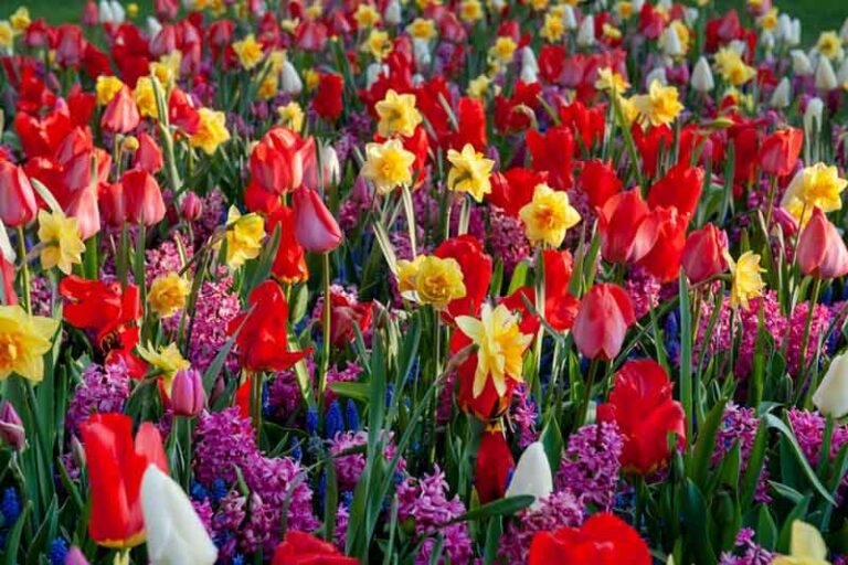 When To Plant Daffodil Bulbs
