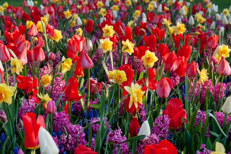 Tulips, daffodils, Grape Hyacinth, Hyacinth, Spring Garden, Spring Bulbs