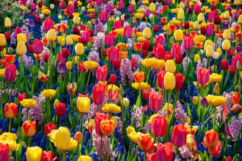 Hyacinth, Tulips, Daffodils, Spring Garden