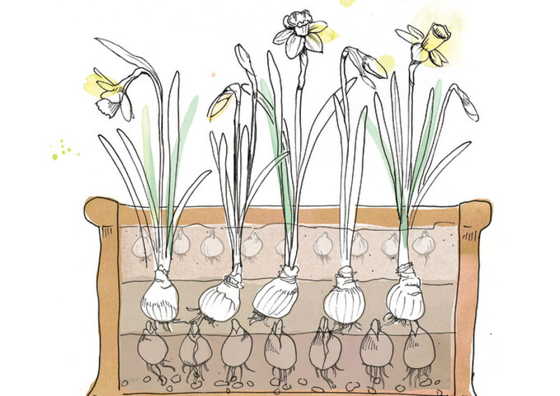 Lasagna planting, lasagne planting, Planting Daffodils