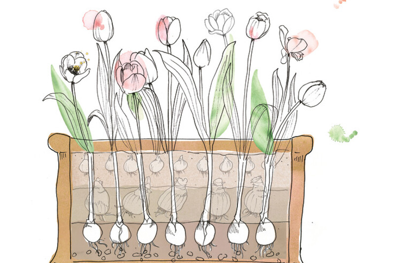 lasagna planting method, planting tulips, planting bulbs