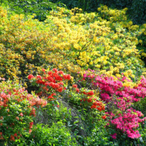 Azalea, Rhododendron