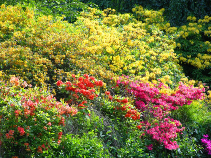 Azalea, Rhododendron