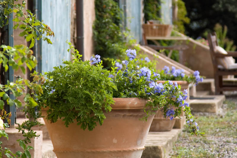 Mediterranean Garden, Terracota pot