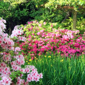 Deciduous Azaleas companions, Evergreen Azaleas companions, Rhododendron companions, azalea companions, Snowdrops, Hellebores, Daffodils