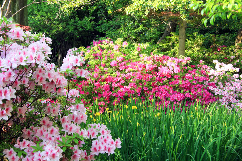 Deciduous Azaleas companions, Evergreen Azaleas companions, Rhododendron companions, azalea companions, Snowdrops, Hellebores, Daffodils