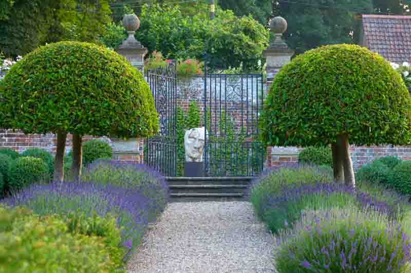 Lavender Path, Lavender Hedge, Bay Laurel, Mediterranean garden