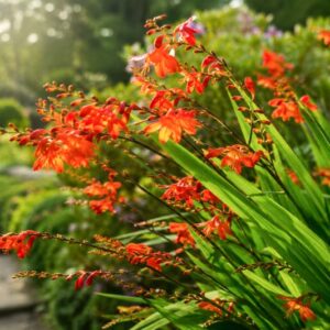 Crocosmia, Crocosmias, Best Crocosmia, Best Crocosmias, Best Montbretia, Crocosmia x Crocosmiiflora, Montbretia, Coppertips, Falling Stars,