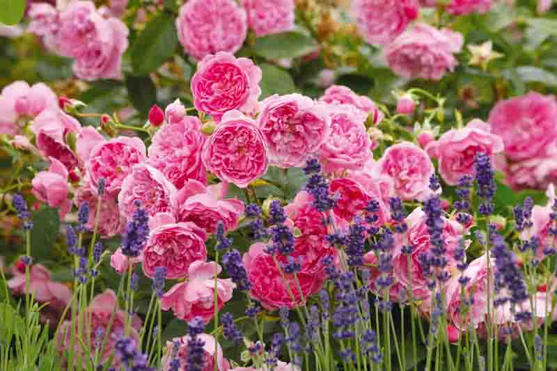 English Rose, Lavender, English Lavender, Harlow Carr Rose, English Rose, Harlow Carr, Pink Rose