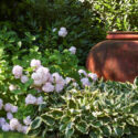 Garden ideas, Partial Shade border ideas, Border ideas, Hydrangea Madame Emile Mouillere, Hosta Patriot, Shade gardens ideas