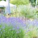 Lavender, Lavender Companion Plants, Lavender Flowers, Lavender Hedge, Lavender Garden