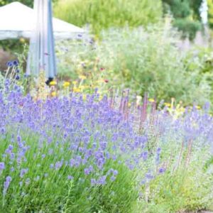 Lavender, Lavender Companion Plants, Lavender Flowers, Lavender Hedge, Lavender Garden