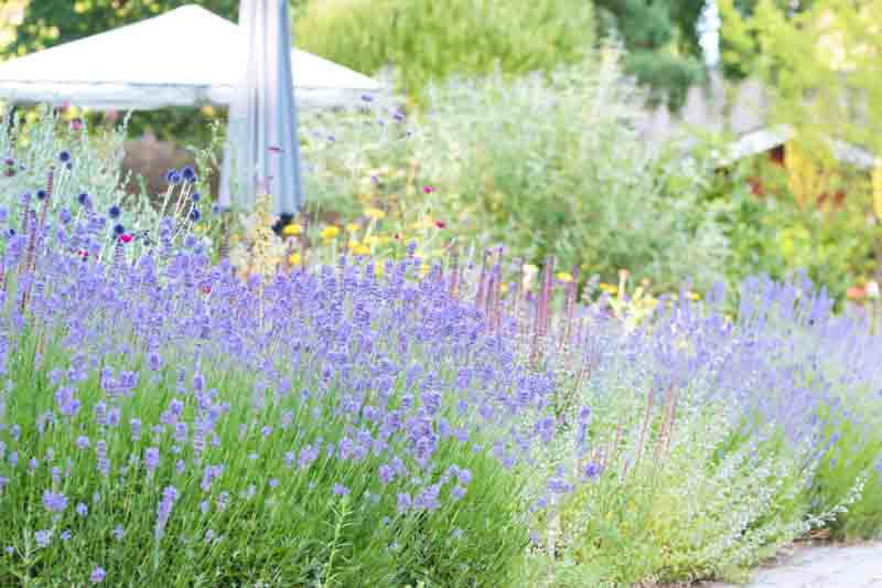Lavender, Lavender Companion Plants, Lavender Flowers, Lavender Hedge, Lavender Garden