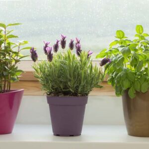 Lavender, Lavender Plant, Potted Lavender, Herb Garden, Growing Lavender Indoors