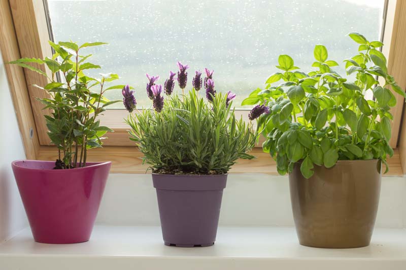 Indoor lavender plant hotsell