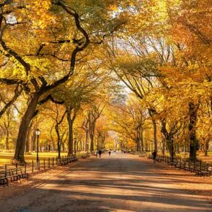 Central Park, Fall, New York, Autumn