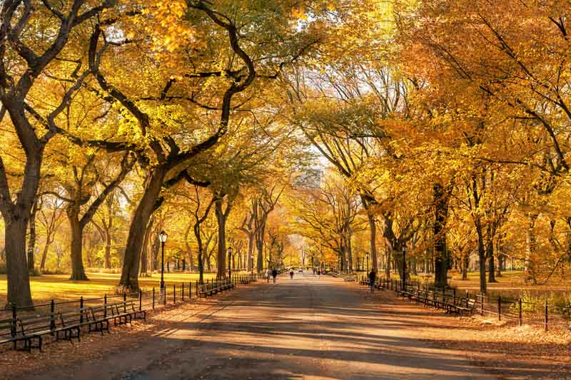 Central Park, Fall, New York, Autumn