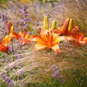 Plant combination with lilies, catmint and stipa