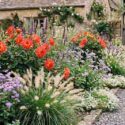 Late summer border of Pennisetum villosum, Agastache mexicana, Dahlia, Ageratum houstonianum 'Blue Horizon' and Lobularia maritima 'Snow Crystals'