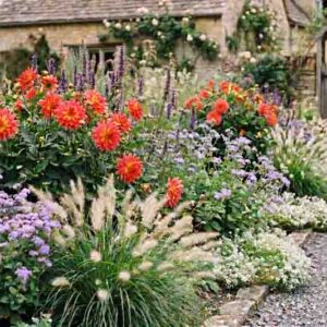 Late summer border of Pennisetum villosum, Agastache mexicana, Dahlia, Ageratum houstonianum 'Blue Horizon' and Lobularia maritima 'Snow Crystals'