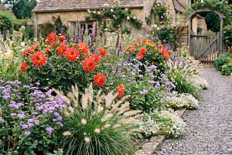 Late summer border of Pennisetum villosum, Agastache mexicana, Dahlia, Ageratum houstonianum 'Blue Horizon' and Lobularia maritima 'Snow Crystals'