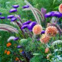 Garden Ideas, Border ideas, Perennial Planting, Perennial combination, Summer Border, Dahlia David Howard, Amni Visnaga, Toothpick Weed, Chinese Aster, Callistephus chinensis, Zinnia Profusion, Pennisetum Setaceum Rubrum, Salvia farinacea,