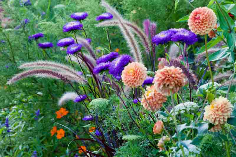 Garden Ideas, Border ideas, Perennial Planting, Perennial combination, Summer Border, Dahlia David Howard, Amni Visnaga, Toothpick Weed, Chinese Aster, Callistephus chinensis, Zinnia Profusion, Pennisetum Setaceum Rubrum, Salvia farinacea,